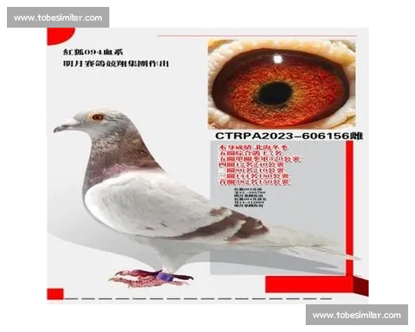 台湾信鸽比赛精彩瞬间展现飞鸽竞技魅力与速度对决